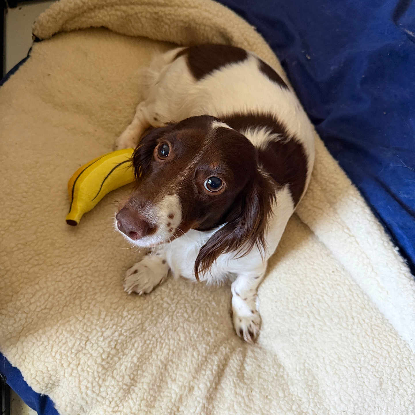 Bean