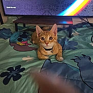 Bruno is registered to the contest to win money with this photo: cat, kitten, orange_tabby, collar, bell, blanket, cartoon_character, television, screen, text_overlay, rainbow, furniture, table, indoor, floor, cute, pet, animal, wide_eyes, lying