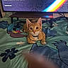 cat, kitten, orange_tabby, collar, bell, blanket, cartoon_character, television, screen, text_overlay, rainbow, furniture, table, indoor, floor, cute, pet, animal, wide_eyes, lying