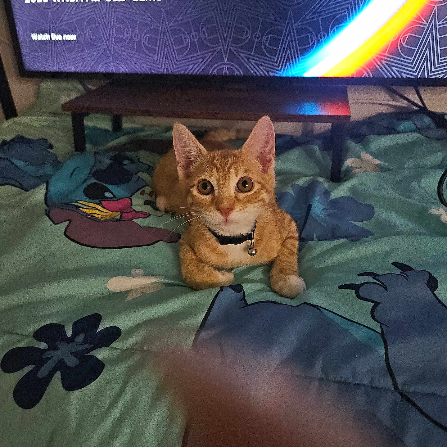 Bruno