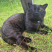 Samson joined the competition — help win amazing prizes! animal, black_cat, cat, closeup, daylight, ears, eyes, feline, grass, greenery, mammal, nature, outdoor, paw, pet, relaxed, resting, tail, whiskers, wooden_post