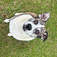 Bailey is registered to the contest to win money with this photo: animal, brindle_fur, brown_eyes, canine, cute, daylight, dog, ears, friendly, fur, grass, looking_up, mammal, nature, outdoor, pet, portrait, sitting, snout, white_fur