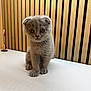 kitten, cat, scottish_fold, gray_fur, pet, animal, cute, indoor, fur, small, young, whiskers, table, wooden_background, curious, sitting, domestic, feline, adorable, eyes