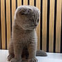 Akio participe au concours pour gagner de l'argent avec cette photo : kitten, cat, scottish_fold, gray_fur, pet, animal, cute, feline, young, small, indoor, curious, sitting, fur, whiskers, paws, tail, domestic_cat, portrait, background