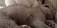 Akio a rejoint le concours — aidez-le/la à gagner de superbes lots ! cat, kitten, sleeping, paw_pads, gray_fur, blanket, pillow, cozy, indoor, resting, cute, fur, pet, animal, soft, relaxation, closeup, feline, comfort, home