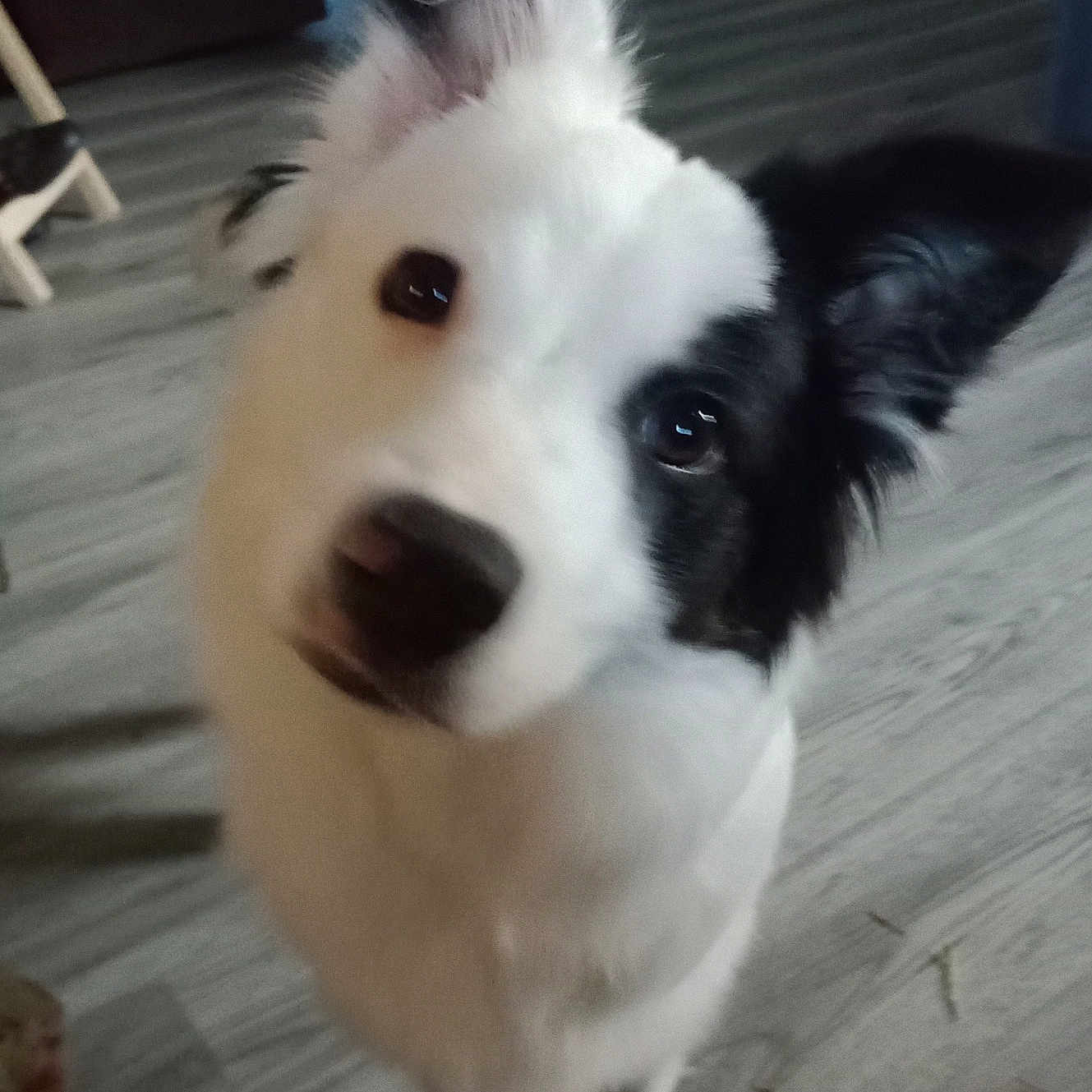 Shadow is registered to the contest to win money with this photo: animal, background, black_and_white, canine, close_up, curious, dog, domestic_animal, ears, floor, flooring, fur, head_tilt, household, indoor, looking, pet, room, standing, wooden_floor