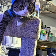 Kaykay joined the competition — help win amazing prizes! cat, tabby_cat, hoodie, cat_tree, indoor, pet, feline, curious, carpeted, furniture, sitting, household, shelf, domestic, cute, portrait, whiskers, closeup, relaxed, cozy