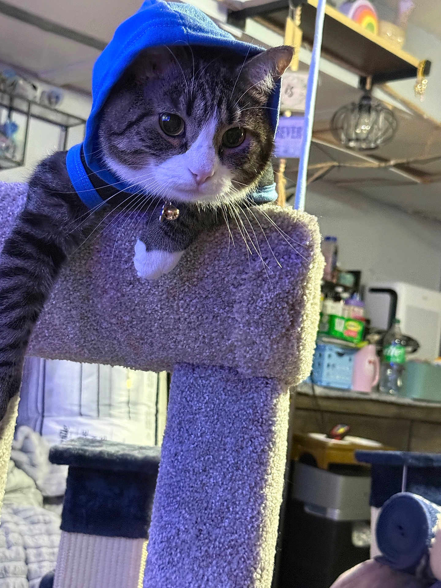 Kaykay joined the competition — help win amazing prizes! cat, tabby_cat, hoodie, cat_tree, indoor, pet, feline, curious, carpeted, furniture, sitting, household, shelf, domestic, cute, portrait, whiskers, closeup, relaxed, cozy