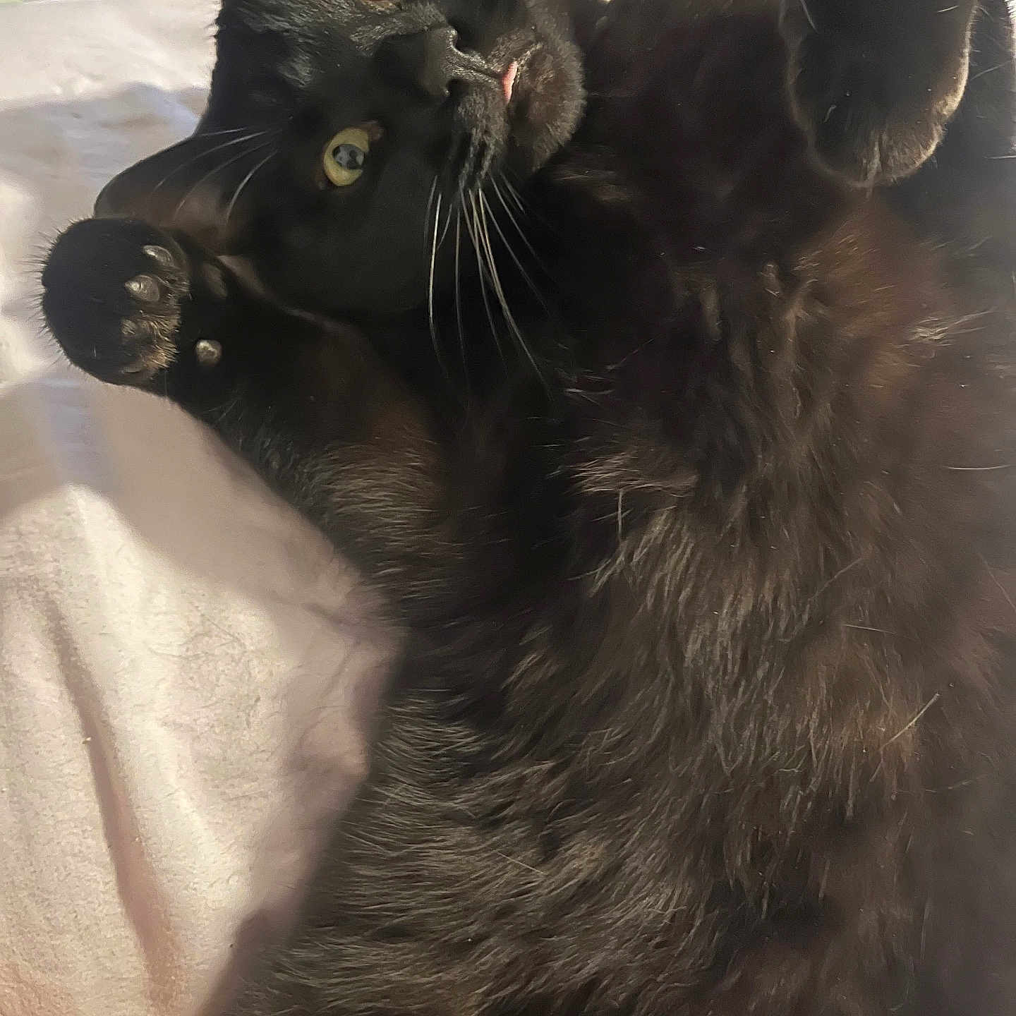 Koda is registered to the contest to win money with this photo: animal, bed, black_cat, blanket, cat, close_up, curious, cute, domestic_cat, feline, fur, indoor, lying_down, mammal, paws, pet, playful, relaxed, soft_fur, whiskers