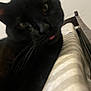 black_cat, cat, close_up, tongue_out, striped_fabric, bed_frame, indoor, pet, feline, whiskers, animal, resting, blurred, cute, sleepy, domestic_cat, fur, closeup, head, lying_down