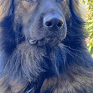 Ubby participe au concours pour gagner de l'argent avec cette photo : animal, black, brown, canine, closeup, daylight, dog, ears, expression, fluffy, fur, greenery, leash, nature, nose, outdoor, pet, portrait, sky, whiskers