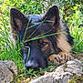 Ubby a rejoint le concours — aidez-le/la à gagner de superbes lots ! animal, camouflage, canine, close_up, dog, ears, fur, german_shepherd, grass, greenery, lying_down, muzzle, nature, outdoor, paws, pet, quiet, relaxed, rocks, shaded