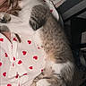 cat, sleeping, person, heart_pattern, white_shirt, indoor, pillow, snuggling, resting, pet, animal, feline, cute, cozy, relaxing, bedroom, comfort, fur, paw, arm
