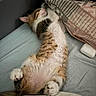 cat, pet, sleeping, bed, pillow, fur, relaxed, indoor, cute, whiskers, domestic_animal, cozy, resting, feline, animal, soft, comfort, household, laying_down, tabby