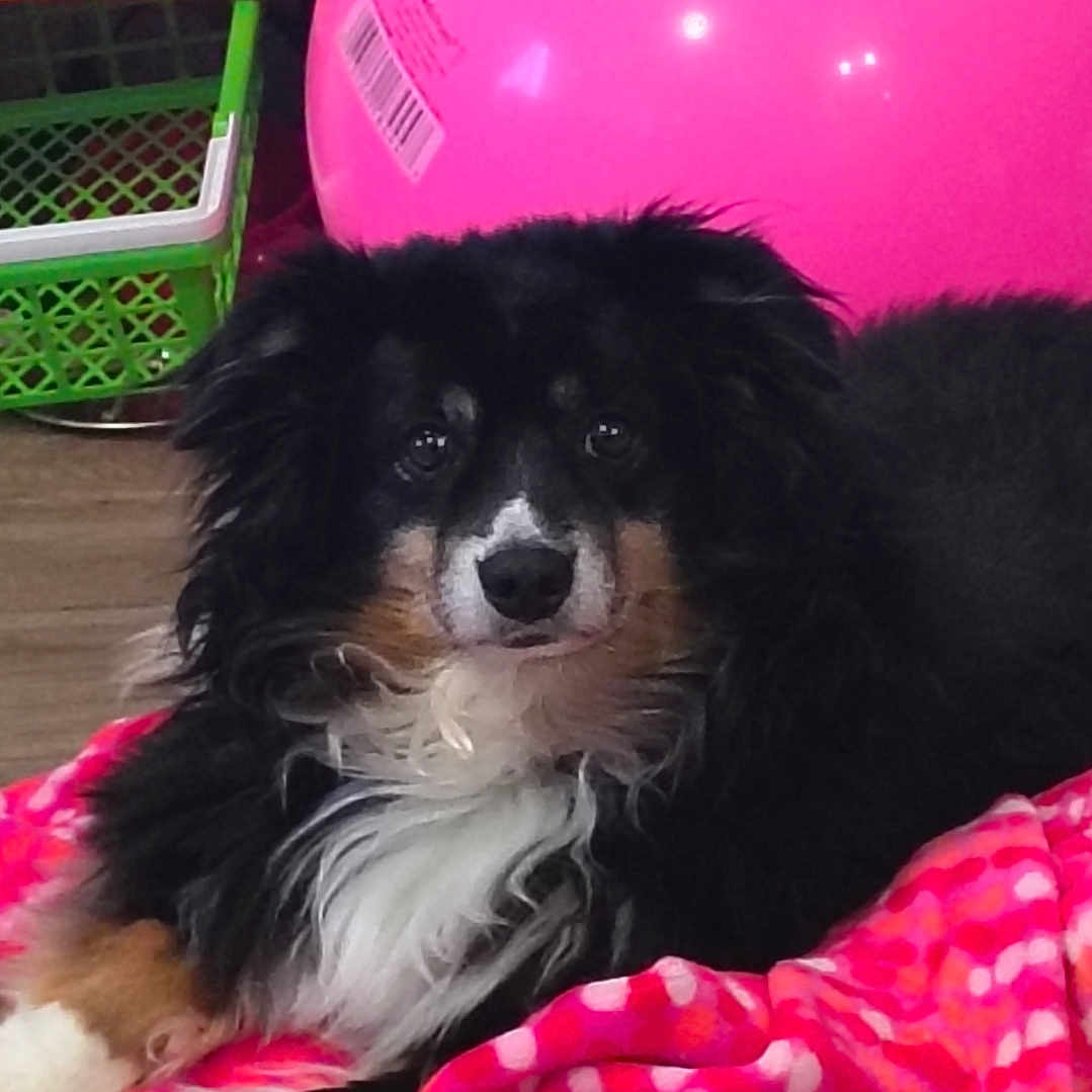 Bradley joined the competition — help win amazing prizes! black_and_white, blanket, cozy, cute, dog, floor, fur, indoor, looking_at_camera, paws, pet, pink_ball, plastic_basket, playroom, portrait, relaxed, shelf, toy, white_chest, wooden_floor