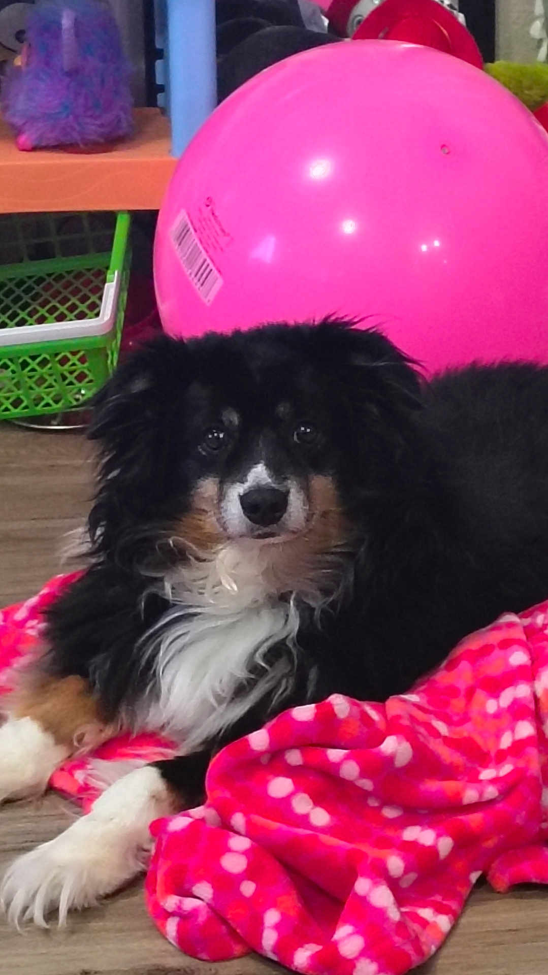 Bradley joined the competition — help win amazing prizes! black_and_white, blanket, cozy, cute, dog, floor, fur, indoor, looking_at_camera, paws, pet, pink_ball, plastic_basket, playroom, portrait, relaxed, shelf, toy, white_chest, wooden_floor