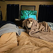 Pablo joined the competition — help win amazing prizes! dog, blanket, bed, bedroom, television, curtains, clothes, indoors, pet, furniture, cozy, rumpled_bed, nature_scene, small_dog, peeking, curious, fabric, soft_lighting, casual, domestic