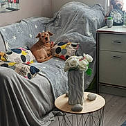 Pluto a rejoint le concours — aidez-le/la à gagner de superbes lots ! blanket, brown_dog, cabinet, clock, couch, cozy, decor, dog, flowers, furniture, gray, home, indoor, living_room, pillow, star_pattern, table, teddy_bear, vase, wooden_floor