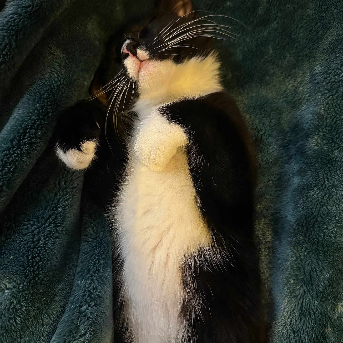 Shelby joined the competition — help win amazing prizes! abyssinian, animal, blackcat, blanket, bodypart, cat, couch, furniture, kitten, manx, mouth, person, pet, quilt, siamese, sleeping, towel, velvet