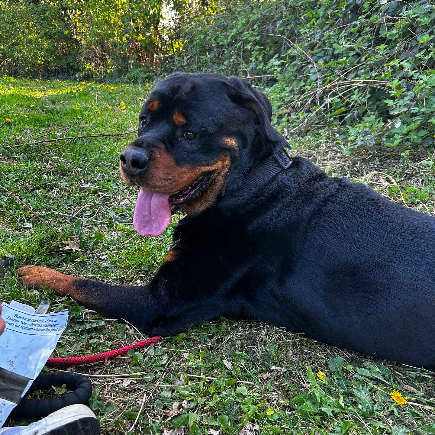 Zeus participe au concours pour gagner de l'argent avec cette photo : animal, ball, canine, dog, face, grass, head, hound, nature, person, pet, photography, plant, portrait, puppy, sport, tennis, tennisball, tree, vegetation