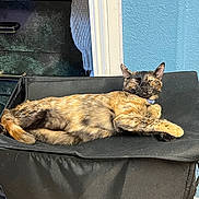 Mew joined the competition — help win amazing prizes! cat, tortoiseshell, lounging, chair, black_fabric, sunlight, relaxed, indoor, blue_wall, pet, feline, sleeping, domestic_animal, cozy, comfortable, closeup, resting, animal, fur, whiskers