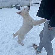 Aïka participe au concours pour gagner de l'argent avec cette photo : animal, backyard, dog, fence, jacket, looking_up, outdoor, paw, person, pet, playful, potted_plants, sneakers, snow, snowy_ground, standing, sweatpants, wall, white_dog, winter