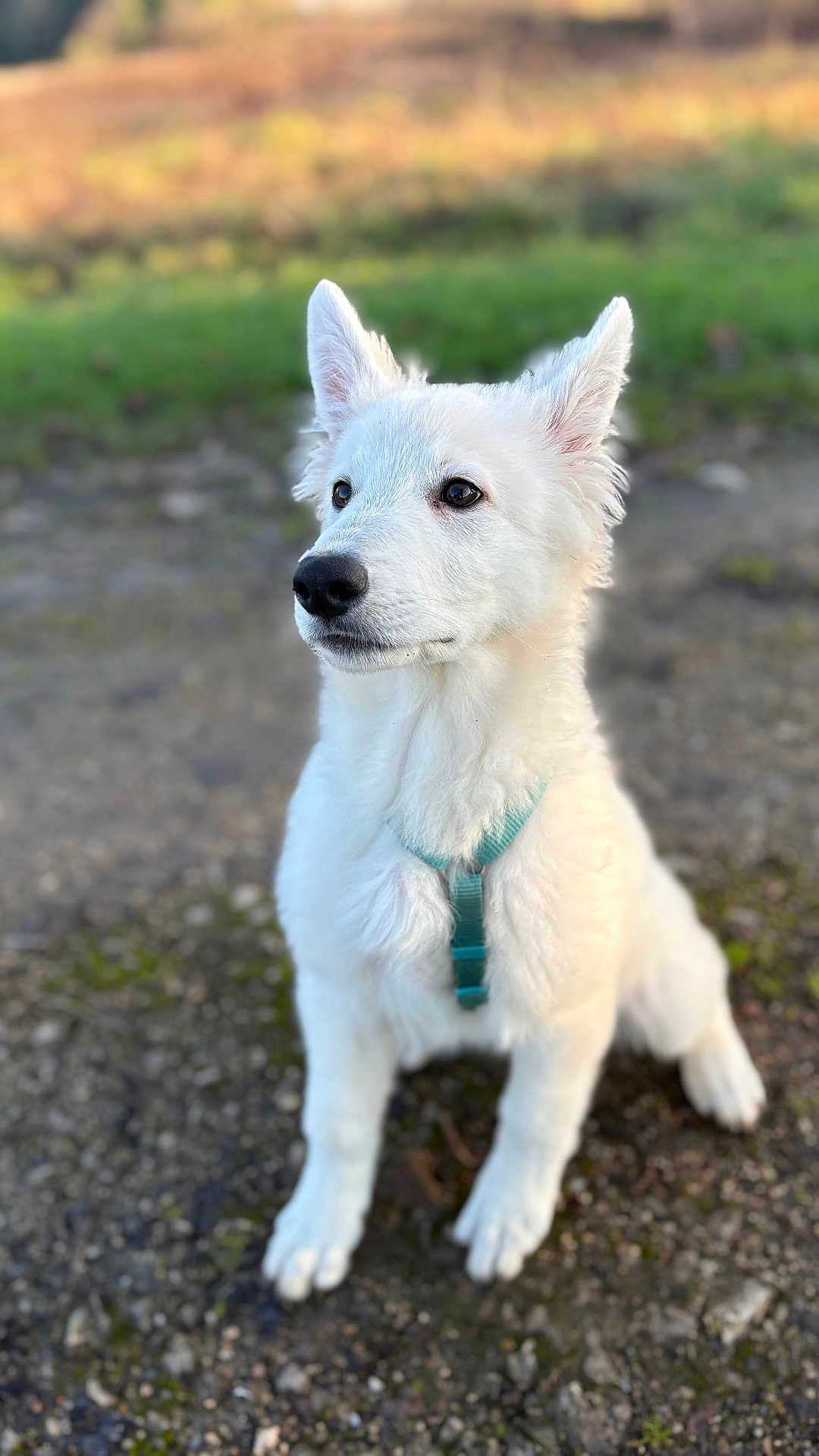 Aïka a rejoint le concours — aidez-le/la à gagner de superbes lots ! alert, animal, attentive, canine, closeup, cute, daylight, dog, ears_up, fur, grass, gravel, harness, nature, outdoor, pet, portrait, sitting, white_dog, young_dog