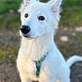Aïka a rejoint le concours — aidez-le/la à gagner de superbes lots ! animal, canine, closeup, collar, curious, cute, daylight, dog, ears, friendly, fur, grass, nature, outdoor, pet, portrait, puppy, sitting, white_dog, young_dog