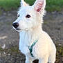 Aïka participe au concours pour gagner de l'argent avec cette photo : animal, closeup, curious, cute, daylight, dog, ears, friendly, grass, gravel, harness, mammal, nature, outdoor, pet, portrait, puppy, sitting, white_fur, young