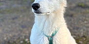 Aïka a rejoint le concours — aidez-le/la à gagner de superbes lots ! alert, animal, attentive, canine, closeup, cute, daylight, dog, ears_up, fur, grass, gravel, harness, nature, outdoor, pet, portrait, sitting, white_dog, young_dog