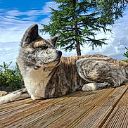 Pika participe au concours pour gagner de l'argent avec cette photo : dog, brindle, outdoor, deck, wood, sunlight, tree, sky, clouds, greenery, pet, animal, relaxed, lying_down, nature, fur, portrait, daytime, canine, peaceful
