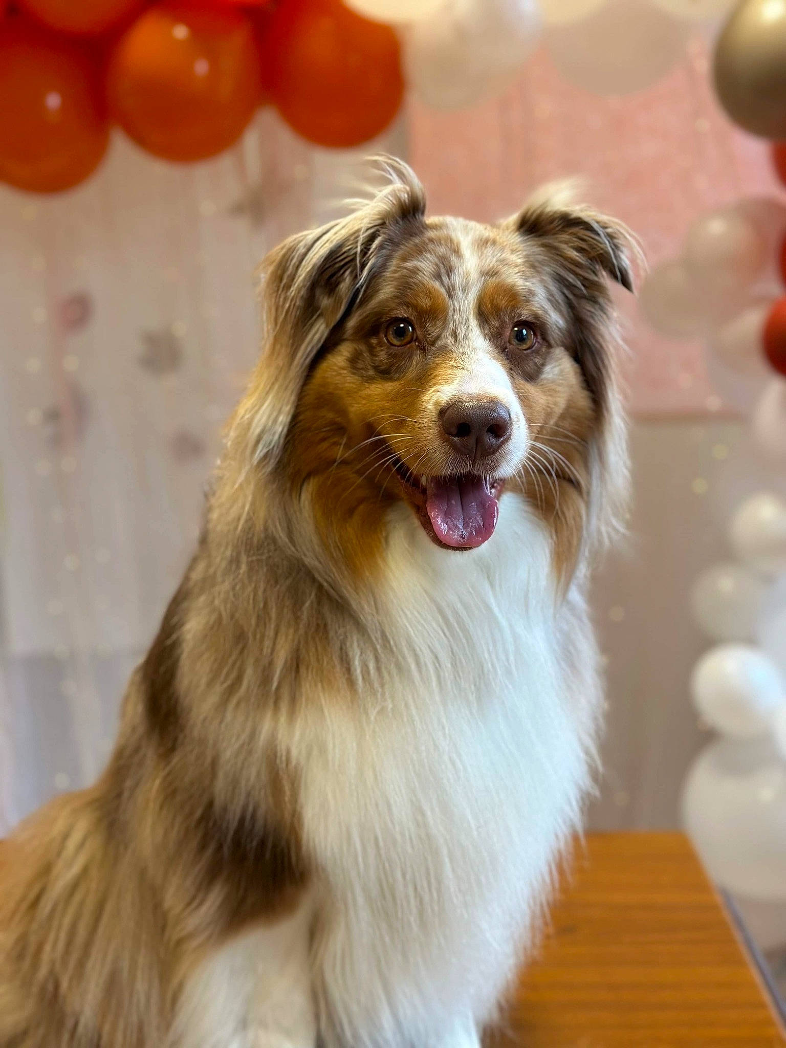 Milka participe au concours pour gagner de l'argent avec cette photo : border_collie, canidae, carnivore, collie, companion_dog, dog, dog_breed, fur, happy, herding_dog, plant, rough_collie, scotch_collie, snout, sporting_group, whiskers, working_dog