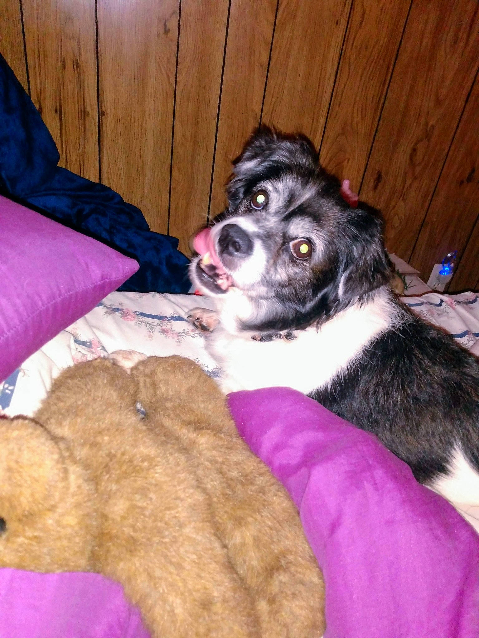 Harmony joined the competition — help win amazing prizes! canidae, carnivore, comfort, companion_dog, couch, dog, dog_breed, dog_supply, fur, lap, mammal, paw, puppy_love, purple, snout, sporting_group, toy, toy_dog, vertebrate, working_animal