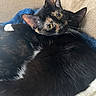 Kylo is registered to the contest to win money with this photo: cat, tortoiseshell_cat, black_cat, couch, snuggling, fur, pet, domestic_animal, close_up, indoor, cozy, resting, animal, whiskers, ears, cute, companion, relaxation, feline, soft