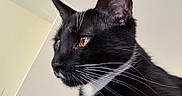 Kylo is registered to the contest to win money with this photo: cat, tuxedo_cat, black_and_white, whiskers, close_up, pet, animal, feline, indoor, portrait, golden_eyes, curious, soft_lighting, fur, domestic_cat, side_view, ears, nose, face, muzzle