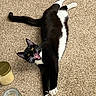 Kylo joined the competition — help win amazing prizes! cat, black_and_white, carpet, stretching, mouth_open, teeth, paws, yellow_eyes, candle, glass_jar, indoor, cozy, pet, playful, fur, whiskers, relaxed, animal, household, closeup