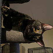 River joined the competition — help win amazing prizes! cat, tortoiseshell, pet, indoor, feline, curious, cat_tree, perch, animal, domestic, ears, whiskers, closeup, looking, playful, cozy, eyes, fur, resting, home