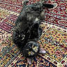 River joined the competition — help win amazing prizes! cat, black_cat, pet, animal, indoor, lying_down, relaxed, yellow_eyes, fur, whiskers, ears, floor, rug, patterned_rug, colorful, texture, domestic, playful, curious, closeup