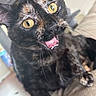 River is registered to the contest to win money with this photo: cat, tortoiseshell_cat, closeup, yellow_eyes, mouth_open, whiskers, fur, pet, indoor, couch, furniture, animal, expression, cute, face, sitting, domestic_cat, looking, funny, surprised