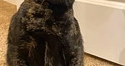 River joined the competition — help win amazing prizes! cat, tortoiseshell, pet, animal, indoor, carpet, door, curious, standing, fur, ears, whiskers, eyes, cute, mammal, domestic, feline, looking, portrait, room
