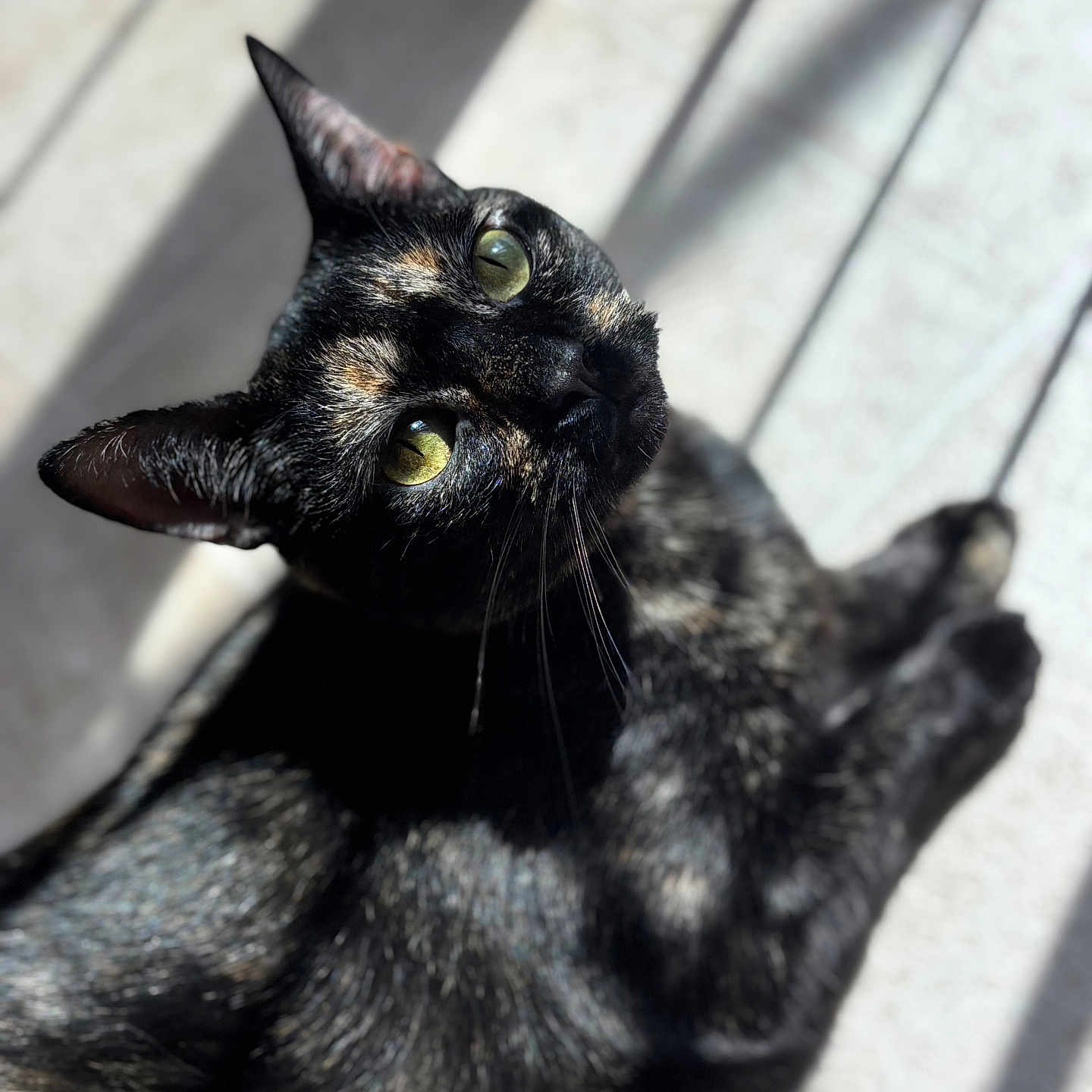River joined the competition — help win amazing prizes! cat, tortoiseshell, animal, pet, feline, sunlight, shadow, floor, whiskers, ears, eyes, closeup, indoor, relaxed, lookingup, cute, fur, portrait, domestic, mammal