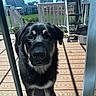 dog, black_dog, outdoor, deck, glass_door, sunlight, fence, backyard, pet, waiting, curious, nose, ears, shadow, wood_planks, daytime, animal, canine, domestic_animal, closeup