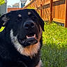 dog, black_dog, tan_markings, outdoor, grass, fence, sunlight, pet, canine, yard, happy, smiling, animal, nature, daylight, domestic_animal, mammal, closeup, face, ears