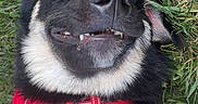 Cashmoneyap is registered to the contest to win money with this photo: dog, grass, red_harness, playful, smiling, pet, outdoor, lying_down, ear, paw, hand, fur, canine, tongue, teeth, closeup, nature, happy, animal, cheerful