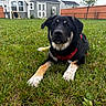 dog, grass, backyard, fence, shed, red_harness, outdoor, pet, canine, greenery, house, tree, daylight, relaxing, animal, summer, nature, fur, muzzle, ears