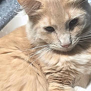 Munson is registered to the contest to win money with this photo: animal_face, cat, close_up, countertop, cream_color, cute, domestic, domestic_animal, feline, fluffy, fur, household, indoor, kitchen, paw, pet, relaxed, resting, sink, whiskers