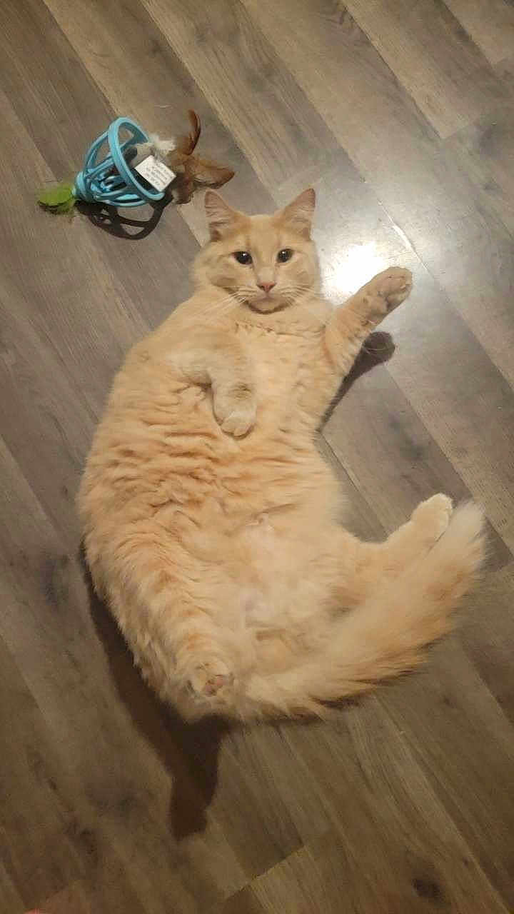 Munson is registered to the contest to win money with this photo: animal, cat, close_up, curious, cute, domestic, ears, feathers, feline, floor, fluffy, indoor, lying_down, orange_cat, paws, pet, playful, toy, whiskers, wooden_floor