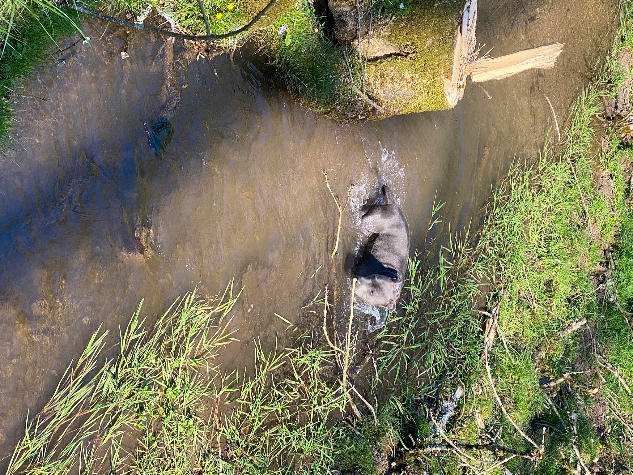 Phoeby participe au concours pour gagner de l'argent avec cette photo : carnivore, fawn, forest, grass, grass_family, landscape, natural_landscape, plant, plant_community, reflection, riparian_zone, terrestrial_animal, tree, trunk, vertebrate, water, watercourse, wetland, wilderness, wildlife