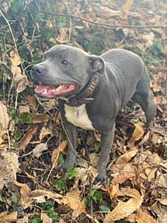 Phoeby participe au concours pour gagner de l'argent avec cette photo : adventure, canidae, carnivore, collar, companion_dog, dog, dog_breed, dog_collar, fawn, grass, gun_dog, liver, non_sporting_group, plant, snout, sporting_group, tail, terrestrial_animal, whiskers, wildlife