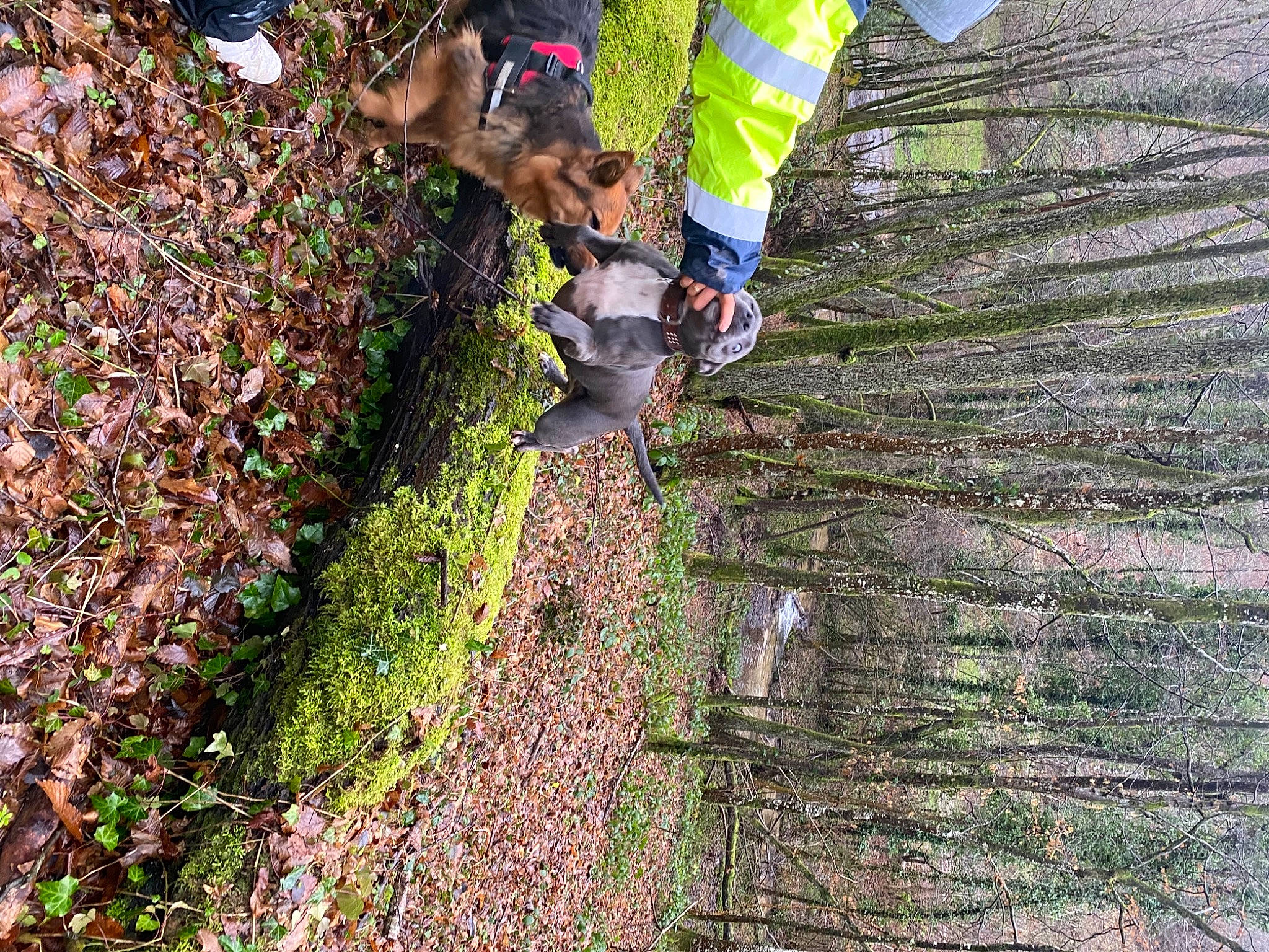 Phoeby participe au concours pour gagner de l'argent avec cette photo : boot, forest, grass, groundcover, landscape, leaf, people_in_nature, plant, rock, shadow, shorts, shrub, soil, tree, trunk, wood, woodland, woody_plant